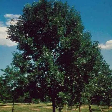 thumbnail for publication: Fraxinus pennsylvanica 'Marshall's Seedless': 'Marshall's Seedless' Green Ash